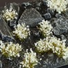 White Flowers, WILD