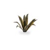 Laser Plants, Agave, 70x
