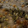 Laser Plants, Agave, 70x