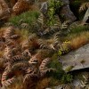 Laser Plants, Dry Bracken, 26x