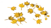 DRY LEAVES, MAPLE AUTUMN, 1:35