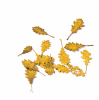 DRY LEAVES, OAK AUTUMN, 1:35