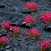 Pink Flowers, WILD