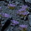 Violet Flowers, WILD