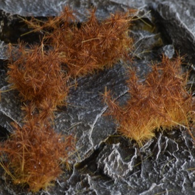 Spikey Brown Tufts, WILD