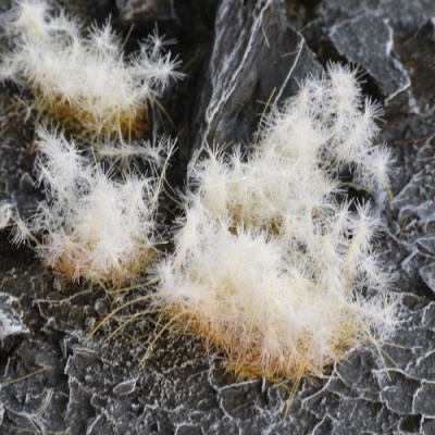 Spikey Winter Tufts, WILD